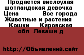 Продается вислоухая шотландская девочка › Цена ­ 8 500 - Все города Животные и растения » Кошки   . Кировская обл.,Леваши д.